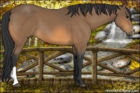 Horse Color:Buckskin 
