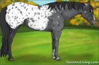 Horse Color:Black Sabino Appaloosa
