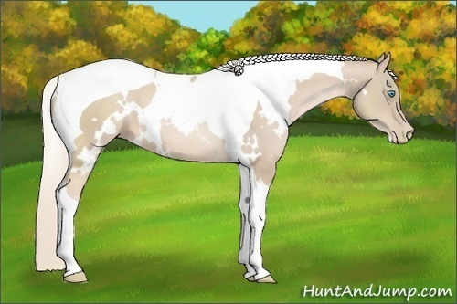 Horse Color:White Spotted Palomino Pearl Tobiano
