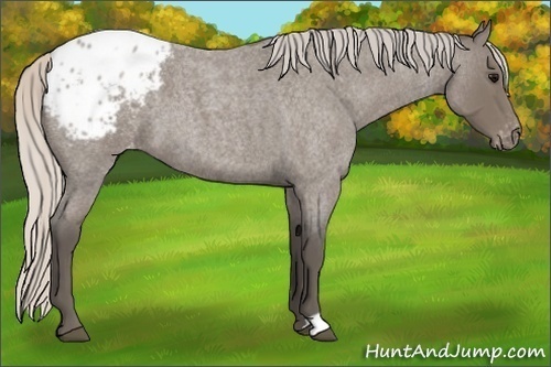 Horse Color:Silver Blue Roan Blanket 