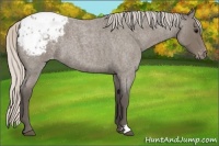 Horse Color:Silver Blue Roan Blanket
