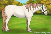 Horse Color:Amber Cream Champagne Roan Pearl
