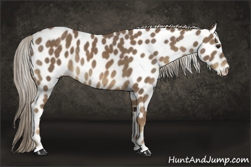 Horse Color:Chocolate Palomino Leopard 