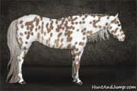 Horse Color:Chocolate Palomino Leopard