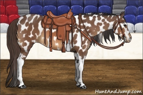 Horse Color:White Spotted Buckskin Appaloosa 
