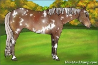 Horse Color:White Spotted Silver Bay 