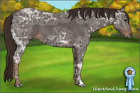 Horse Color:Gray Chestnut Ice 