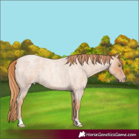 Horse Color:Gold Champagne Roan 