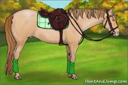 Horse Color:Bay Pearl