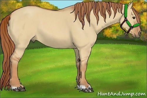 Horse Color:Red Dun Roan