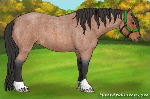 Horse Color:Bay Roan 
