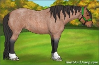 Horse Color:Bay Roan 