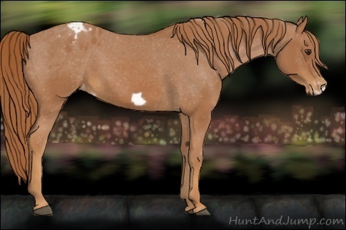 Horse Color:Chestnut Frame Appaloosa 