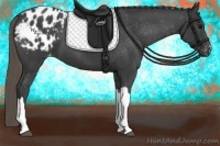 Horse Color:Smoky Black Appaloosa 