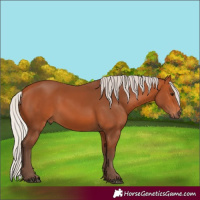 Horse Color:Silver Bay 