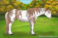 Horse Color:White Spotted Red Roan 