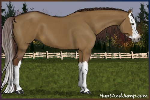 Horse Color:Gray Red Dun Splash