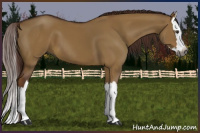 Horse Color:Gray Red Dun Splash
