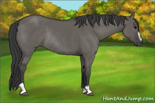 Horse Color:Grullo Sabino Rabicano 