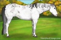Horse Color:Buckskin Sabino Rabicano