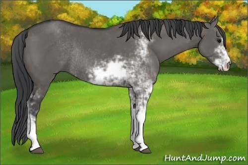 Horse Color:Grullo Sabino Rabicano