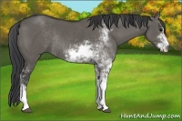 Horse Color:Grullo Sabino Rabicano 