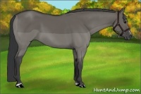 Horse Color:Grullo Sabino Rabicano