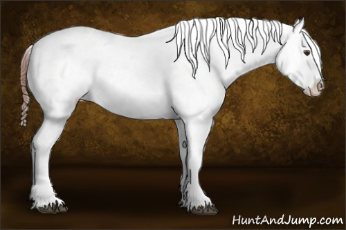 Horse Color:Chestnut Appaloosa