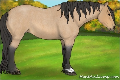 Horse Color:Buckskin Roan