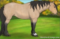 Horse Color:Buckskin Roan