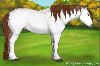 Horse Color:Gray White Spotted Chestnut 