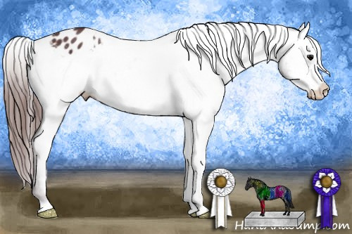 Horse Color:Chocolate Black Appaloosa 