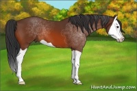 Horse Color:Bay Splash 