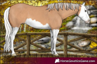 Horse Color:Silver Bay Dun Splash 