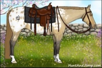 Horse Color:Buckskin Dun Appaloosa