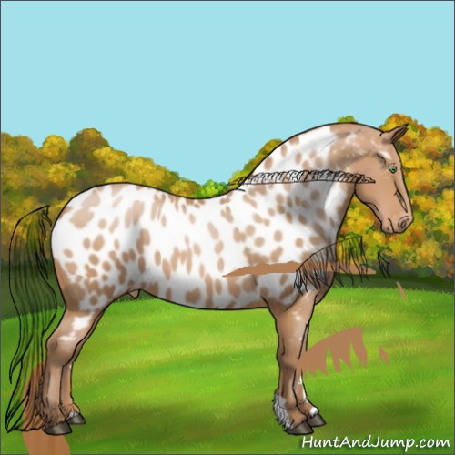 Horse Color:Bay Pearl Appaloosa 