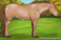 Horse Color:White Spotted Bay Pearl