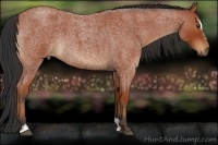 Horse Color:Bay Roan Sabino
