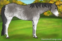 Horse Color:White Spotted Grullo