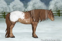 Horse Color:Chestnut Snowcap