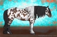 Horse Color:Brown Tobiano Appaloosa 