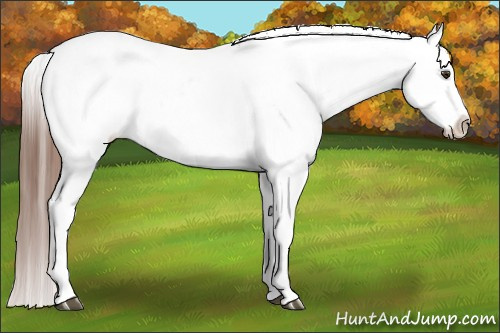 Horse Color:Chestnut Appaloosa 
