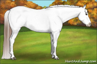 Horse Color:Chestnut Appaloosa 