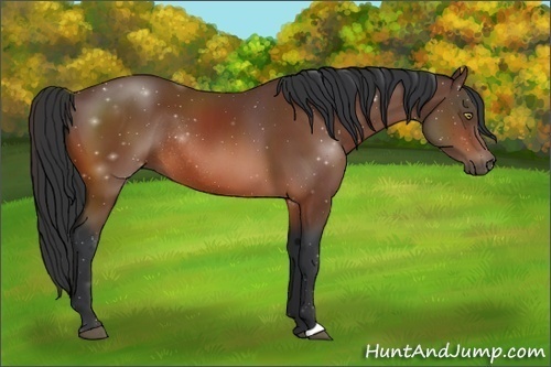 Horse Color:Bay Rabicano 