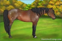 Horse Color:Bay Rabicano 