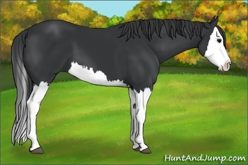 Horse Color:Black Splash