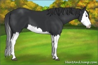 Horse Color:Black Splash 