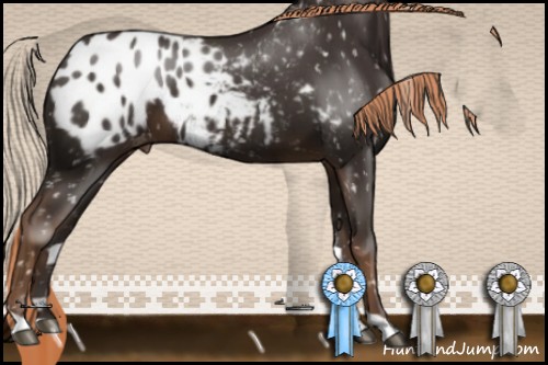 Horse Color:Liver Chestnut Appaloosa 