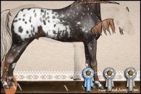 Horse Color:Liver Chestnut Appaloosa 