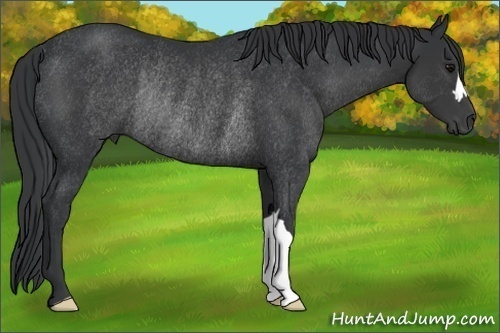 Horse Color:Black Rabicano